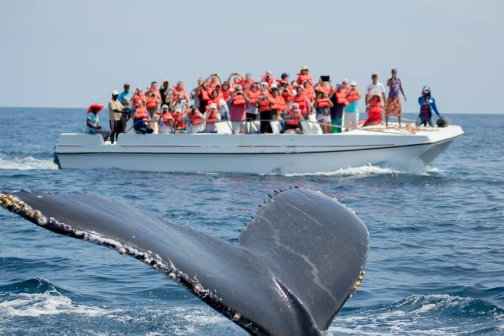 Looking at whales is a Unique Things To Do In Puerto Vallarta.
