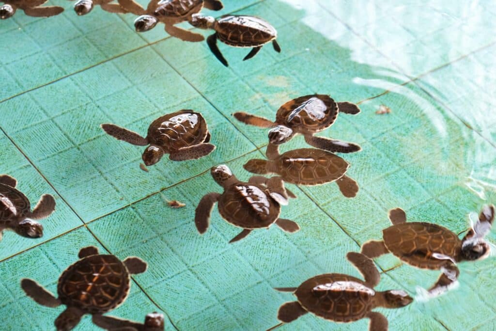 Unique Things To Do In Puerto Vallarta is to see turtles