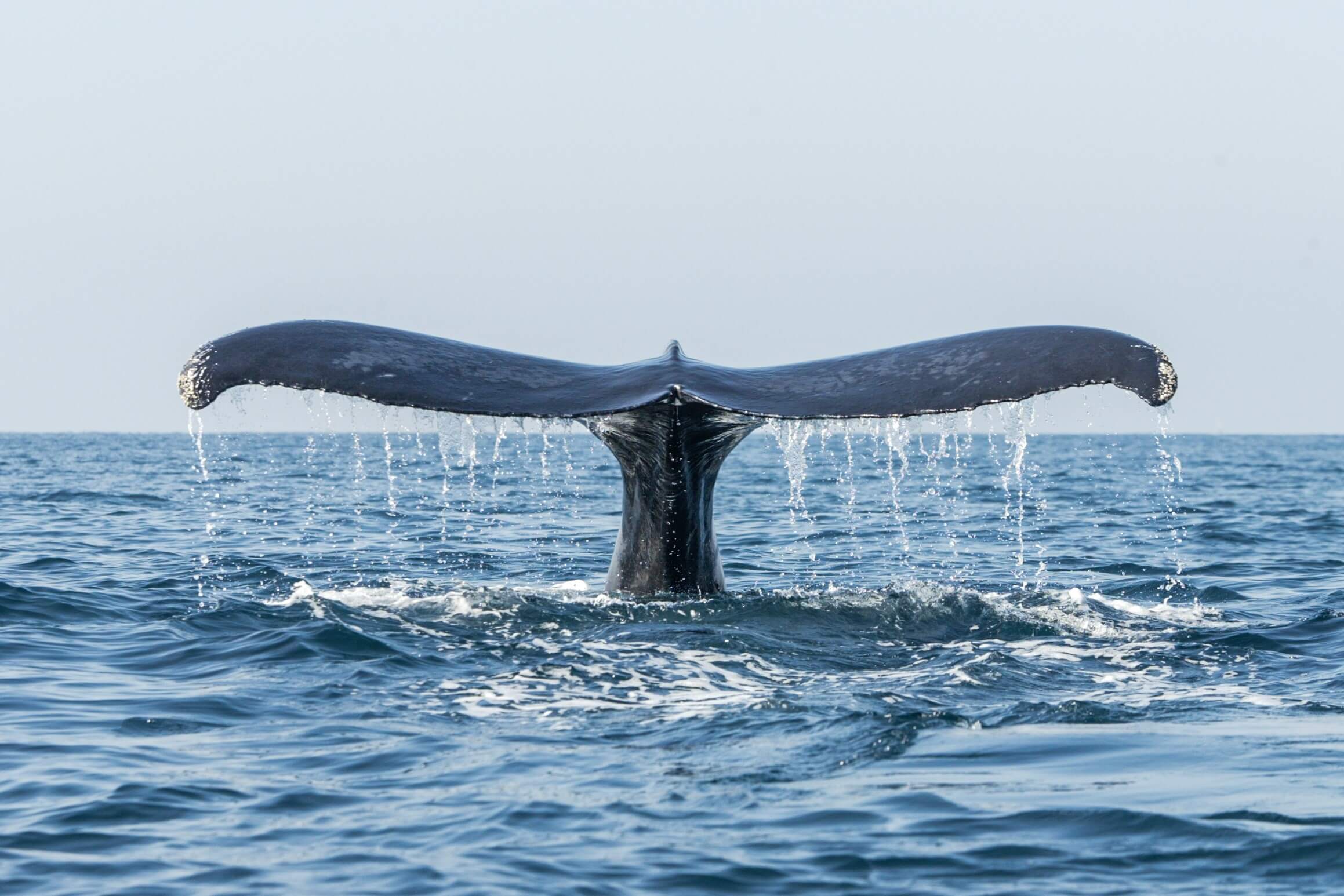 Whale watching is one of the Unique Things To Do In Puerto Vallarta.