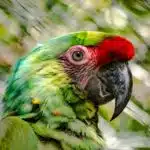 A bird you can see while on Tours in Puerto Vallarta.