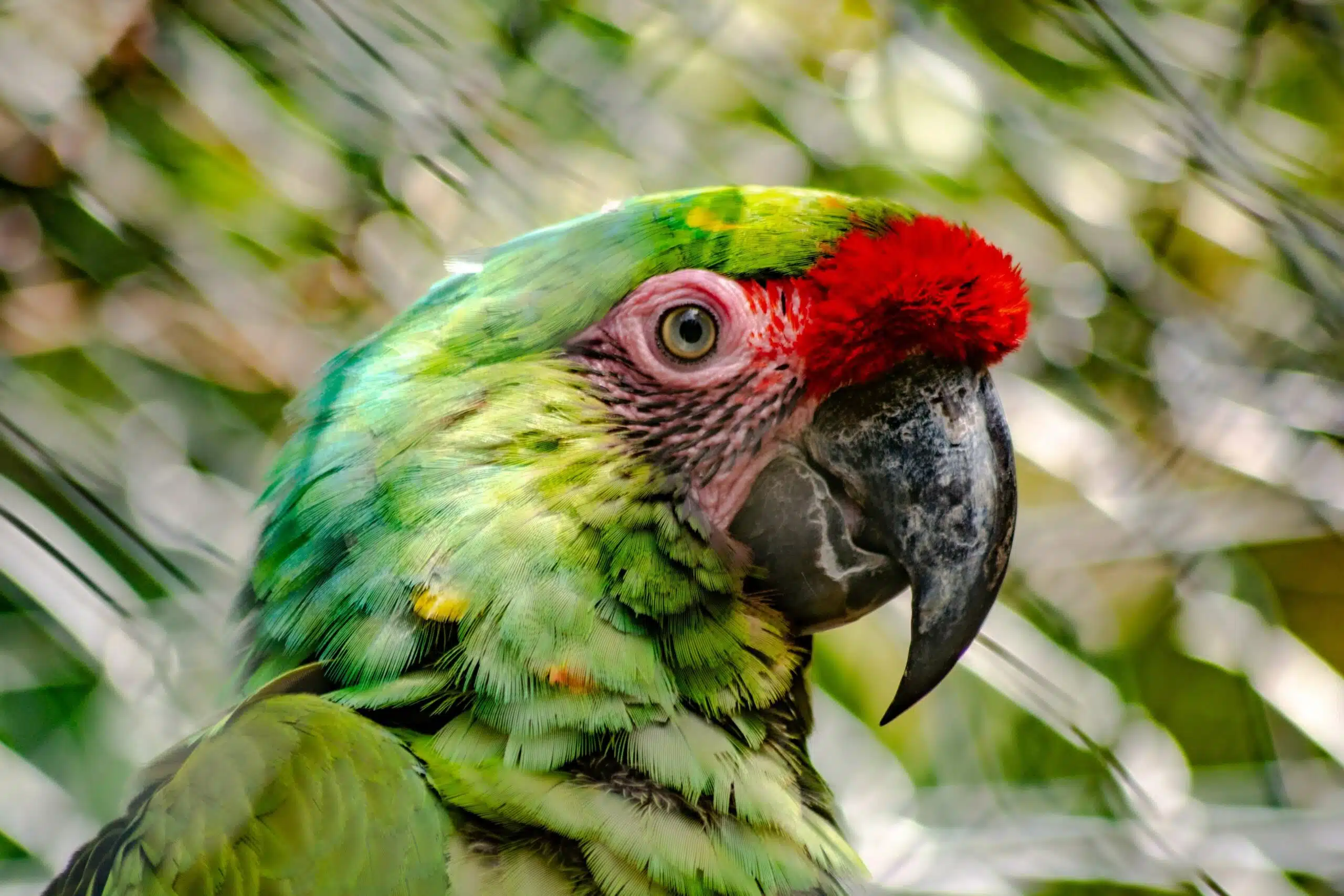 A bird you can see while on Tours in Puerto Vallarta.